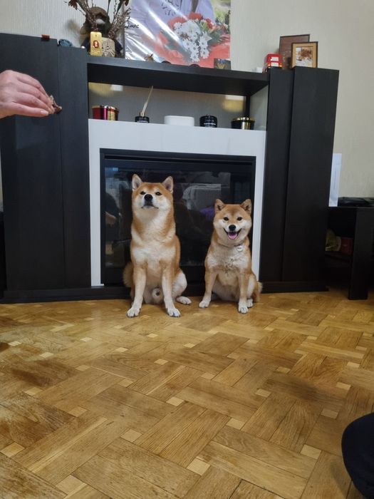 Чарівний хлопчик Сіба іну