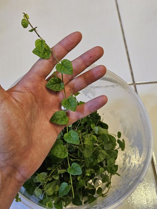 Ficus pumila - figowiec pnący