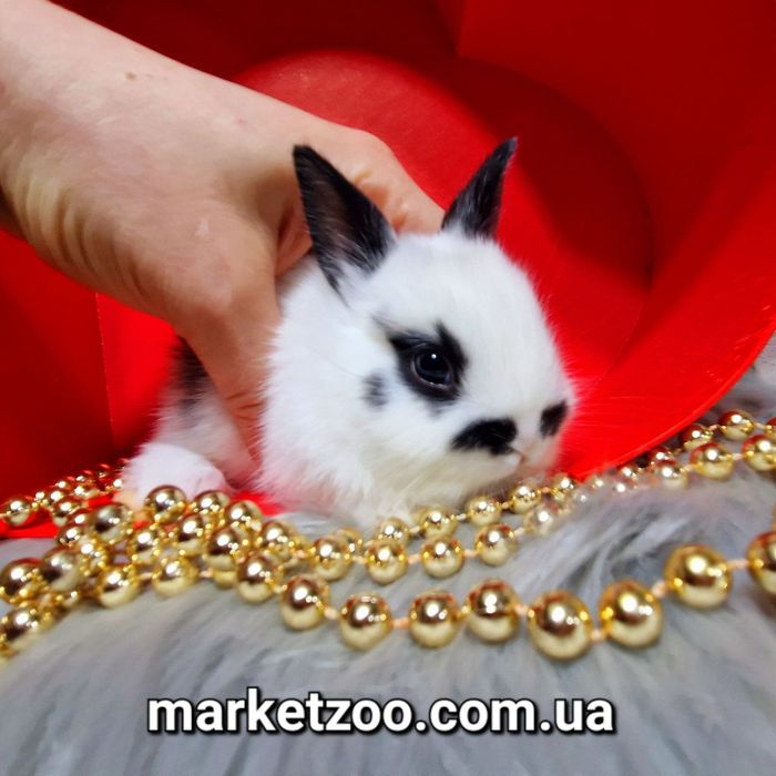 Голландський міні кролик чорний метелик