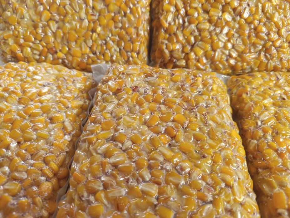Kukurydza gotowana do zanęcania pakowana próżniowo 1 kg