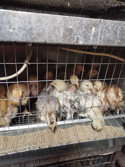 Цыплята, утята, гусята, индюшата.