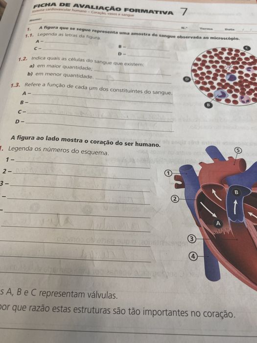 Caderno de atividades Ciências Naturais- CSL6°ano