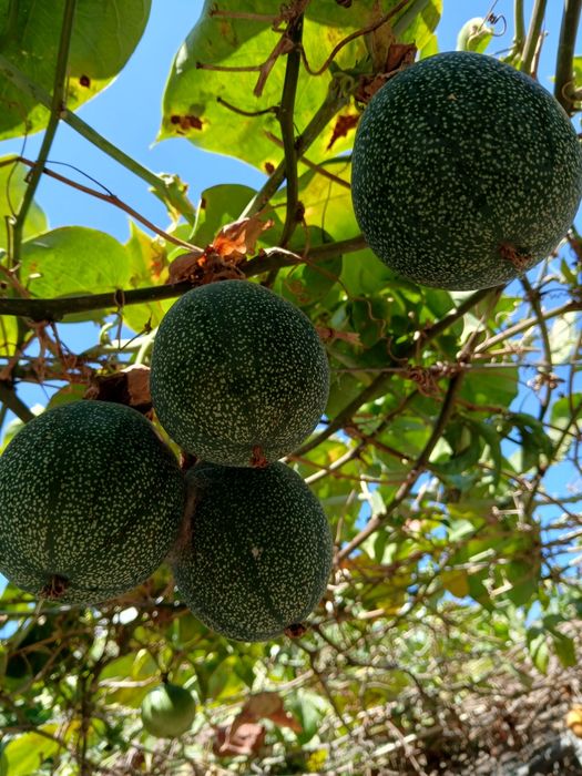 Plantas de   Maracujá Foetida