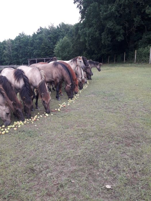 Konik Polski klaczki ogierki