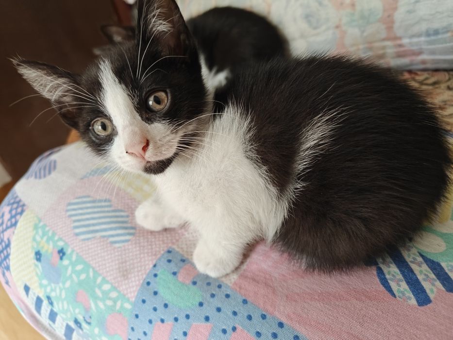 Gatinhos e gatos para adoção (saudáveis)