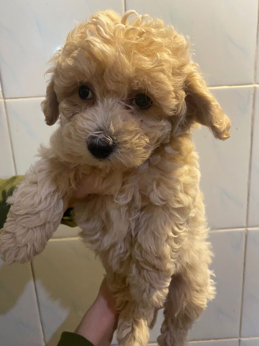 Мальтіпу ф1 хлопчик