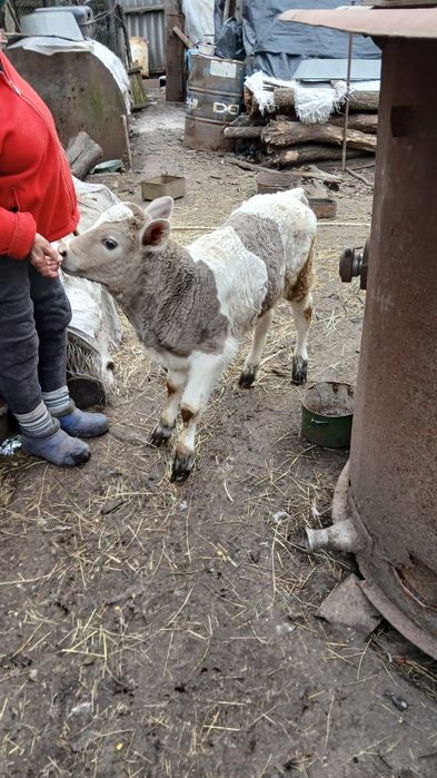 Продам місячного теля