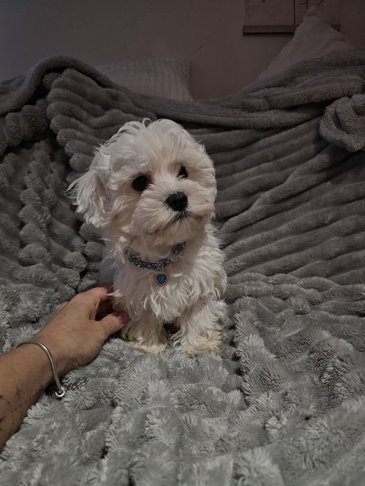 Maltańczyk- maluszek