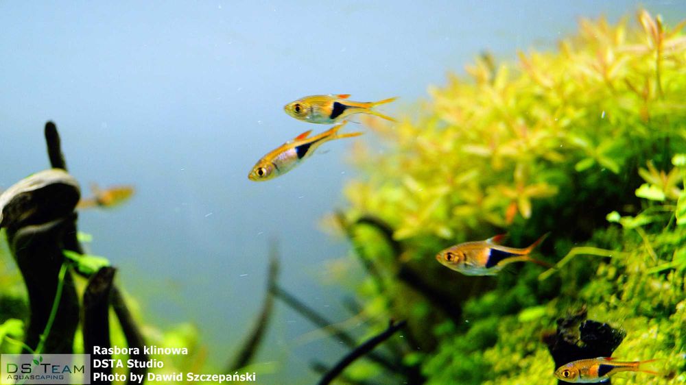 Rasbora klinowa 2,5 cm
