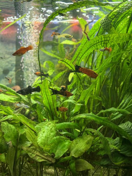 Rybki akwariowe