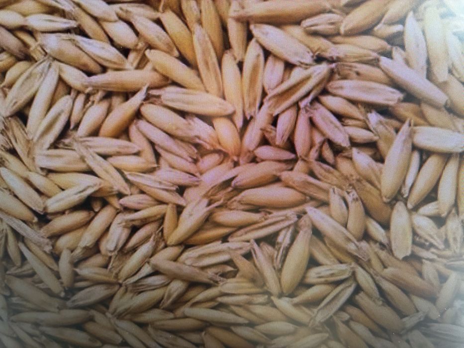 Owies Bingo wysokiej jakiści