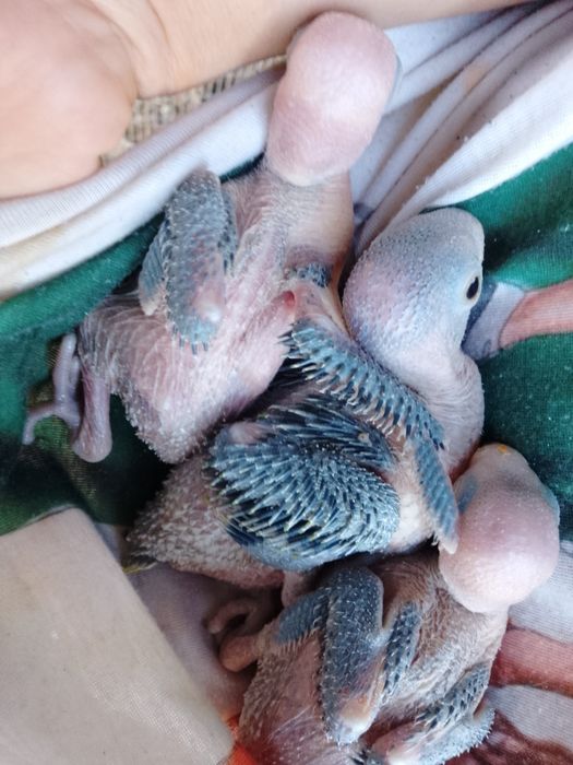 Cedo ringnek bebes para criar a mão