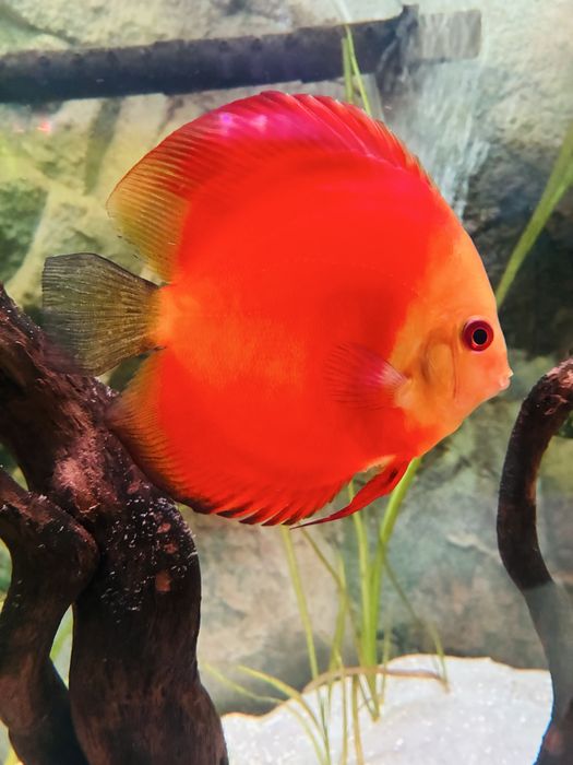 Discu Red Melon 11/12cm