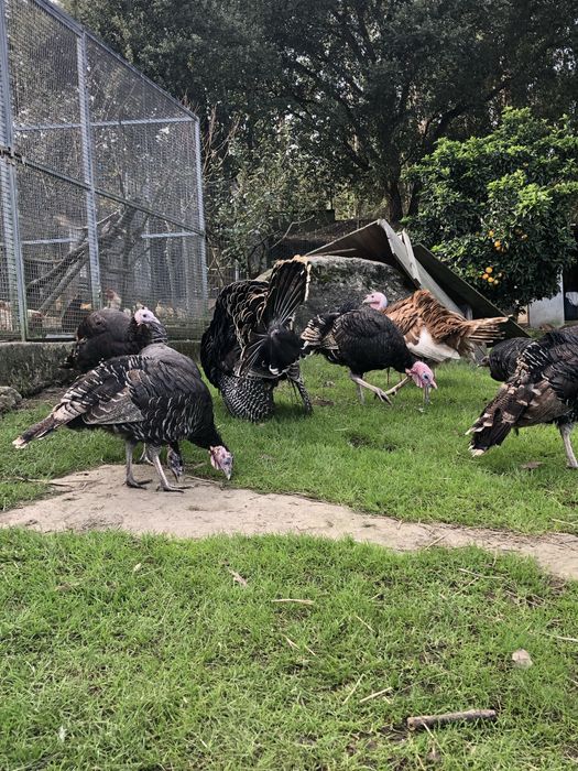 Perus selvagens, criados no campo.