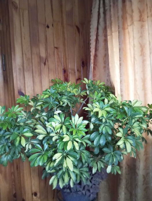 Szeflara Arablikora