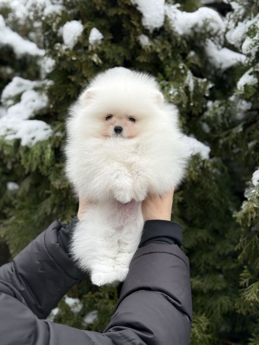 Хлопчик померанський шпіц
