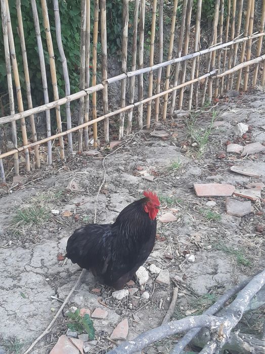 Pintos pekins 1 mês