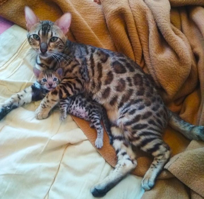 Бенгальські кошенята