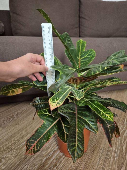 Кротон- кімнатна рослина