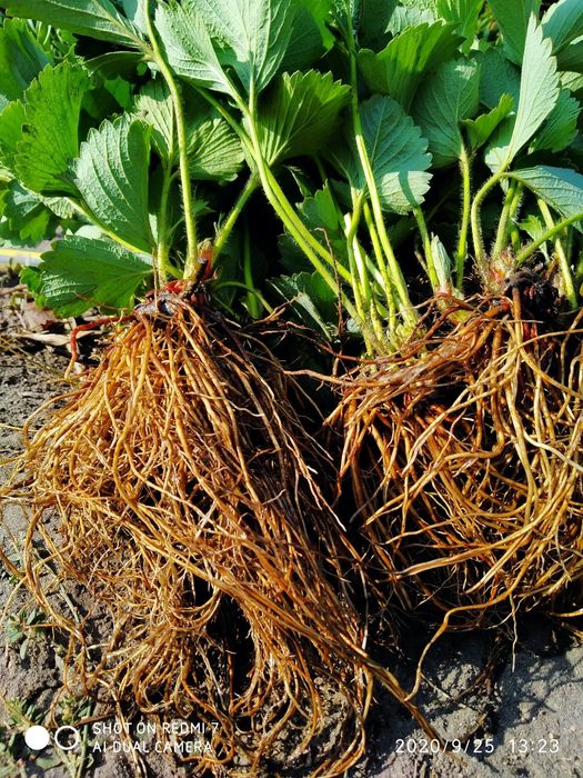 Саженцы-рассада клубники Лючия, Брилла, Клодия.