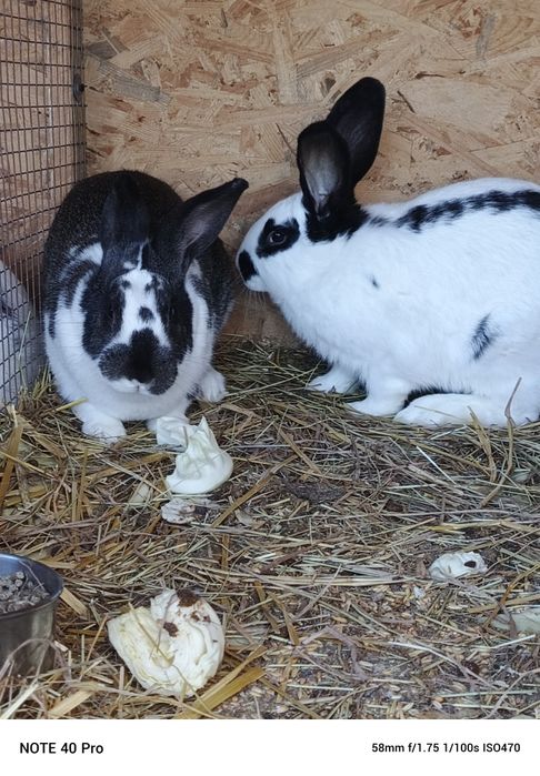 Króliki 15 tygodniowe