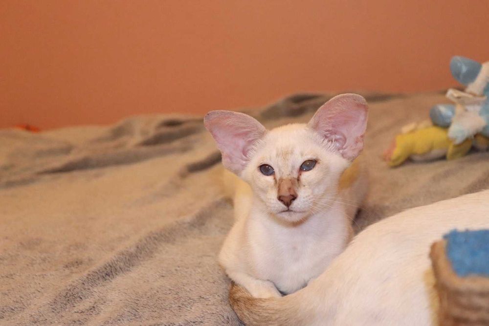 Орієнтали хлопчик Яромір та дівчинка Ясмін