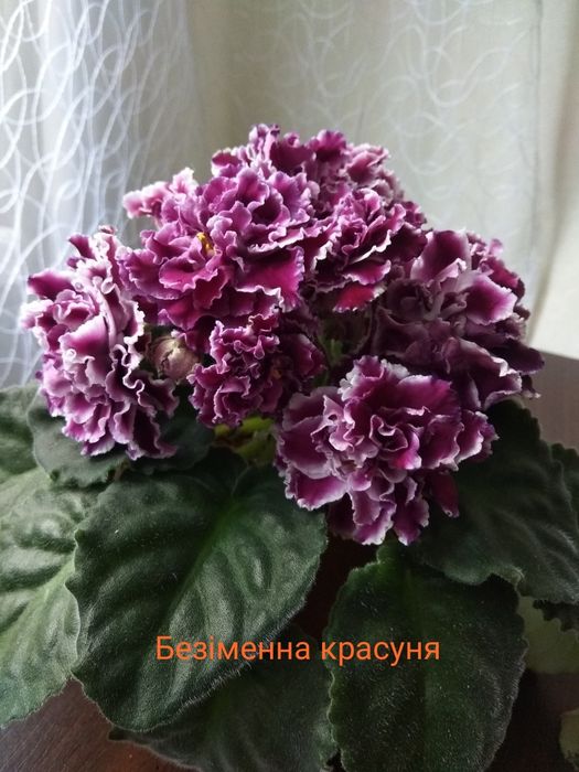 Сортові фіалочки фіалки