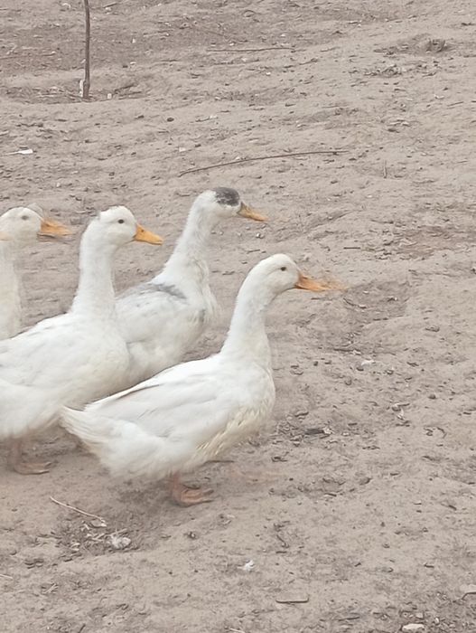 Продаю інкубаційне яйце Пекінської качки