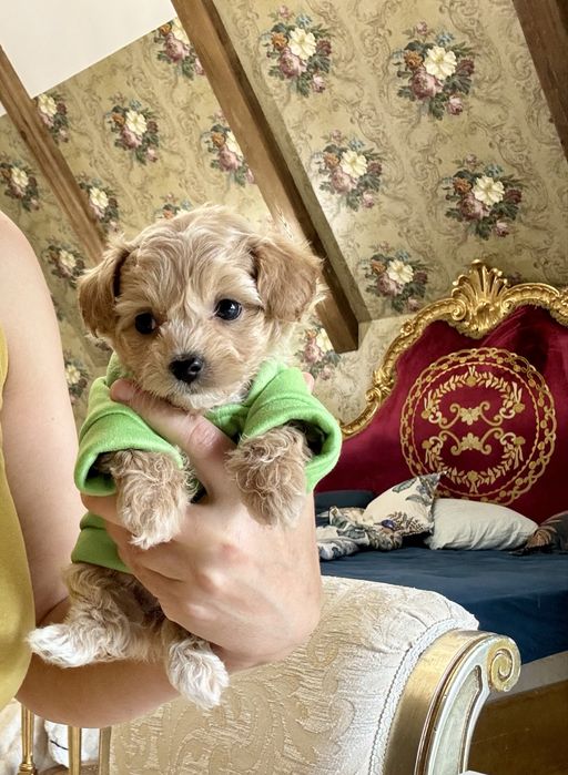 Мальтипу ф1 мини девочка