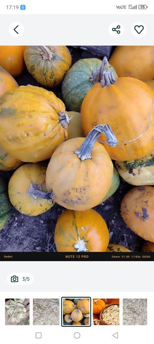 Гарбузові зернята