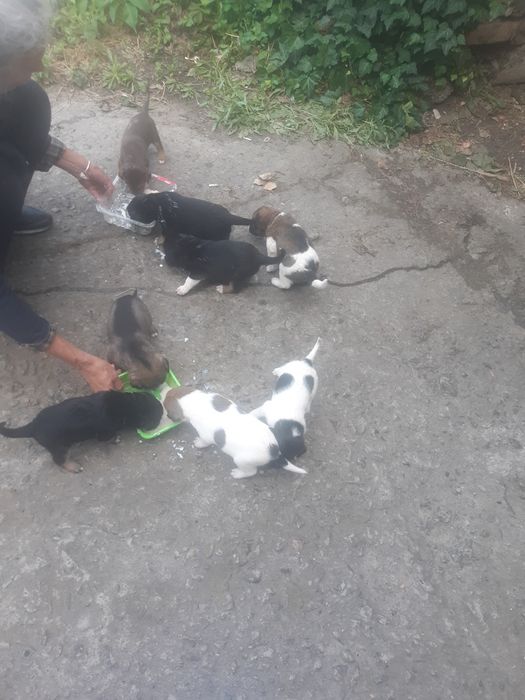 Віддам в добрі руки!