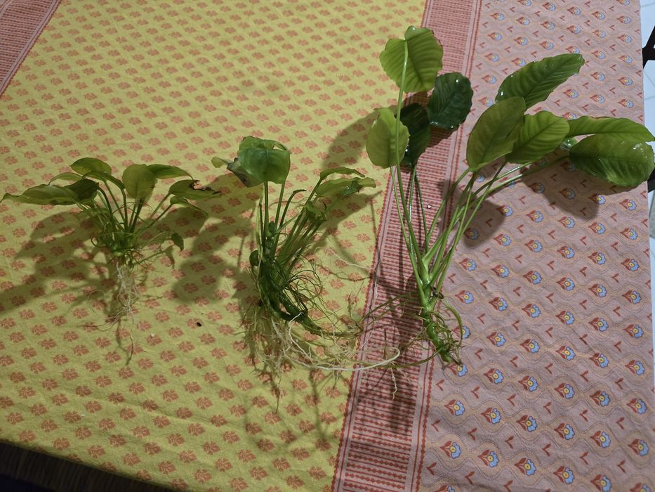 Plantas de aquário
