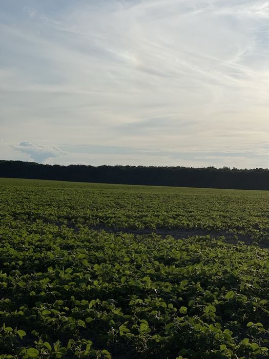 Продам земельну ділянку