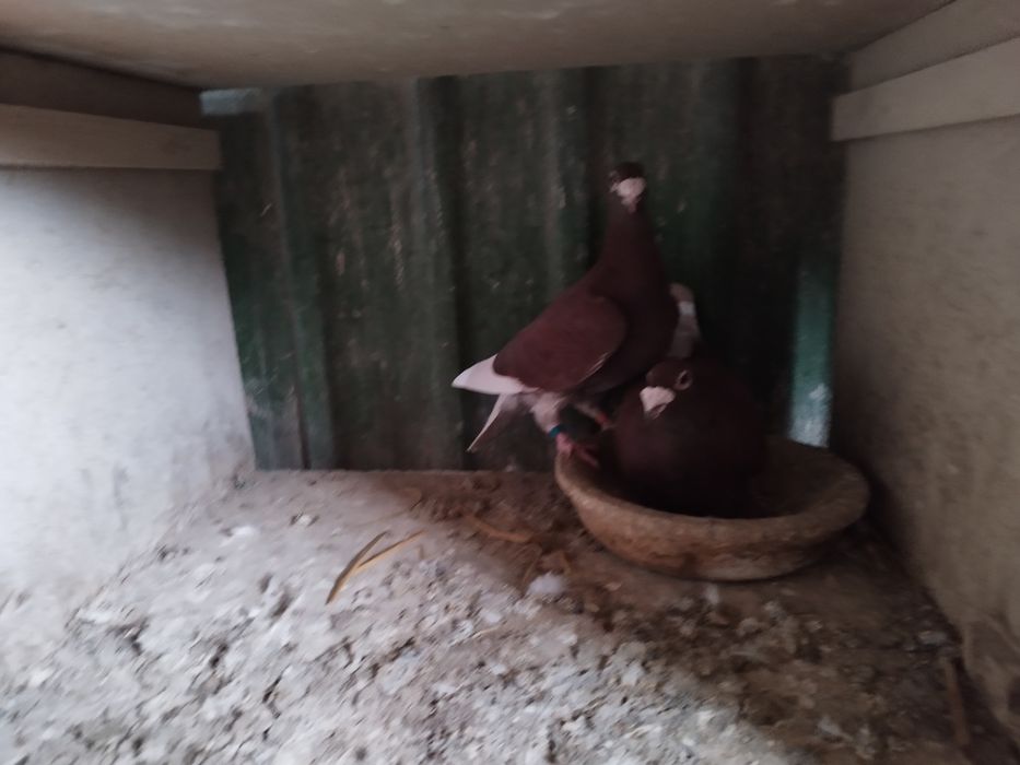 Sprzedam gołębie pocztowe