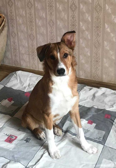 Отдам щенка в хорошие руки