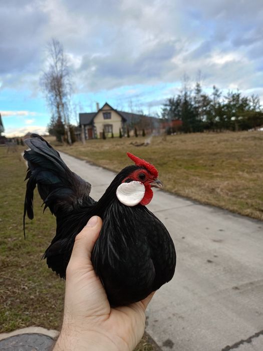 Jaja lęgowe bantamki