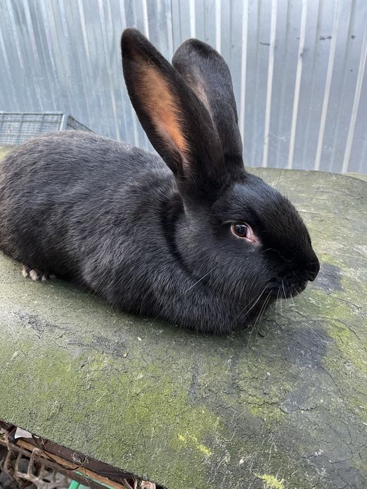 Кролик німецький строкач самочка