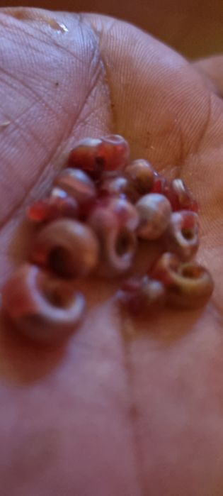 Caracois de aquario