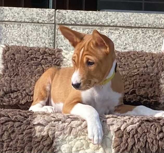 Basenji suczka szczenię legalna hodowla ZKwP