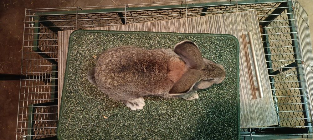 Króliki Olbrzym szary