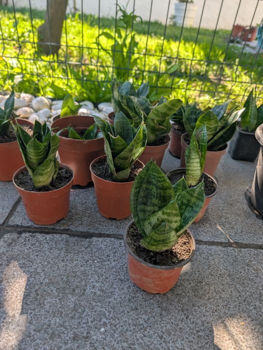 Plantas Espadas de São Jorge mini