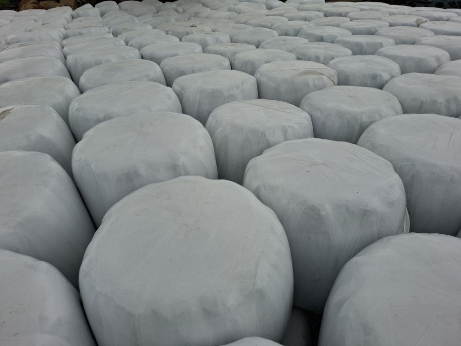 Siano /Sianokiszonka/  kiszonka   bele