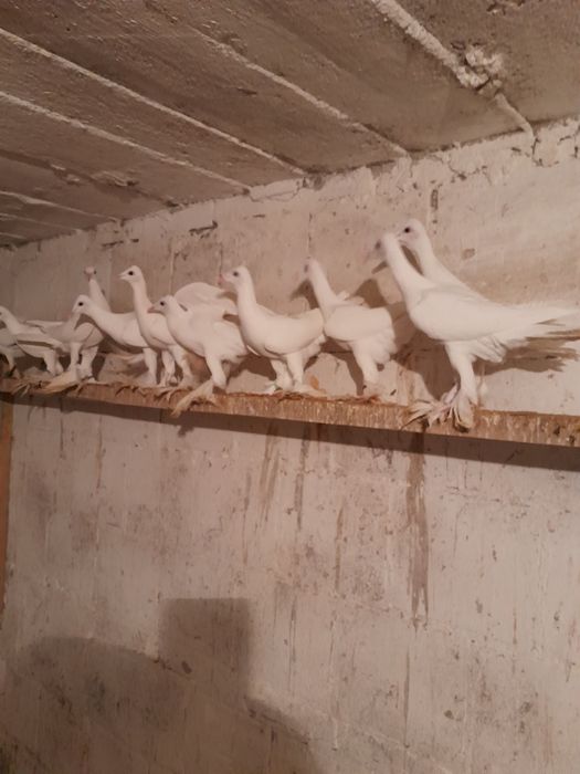 Golebie Bociany krymki