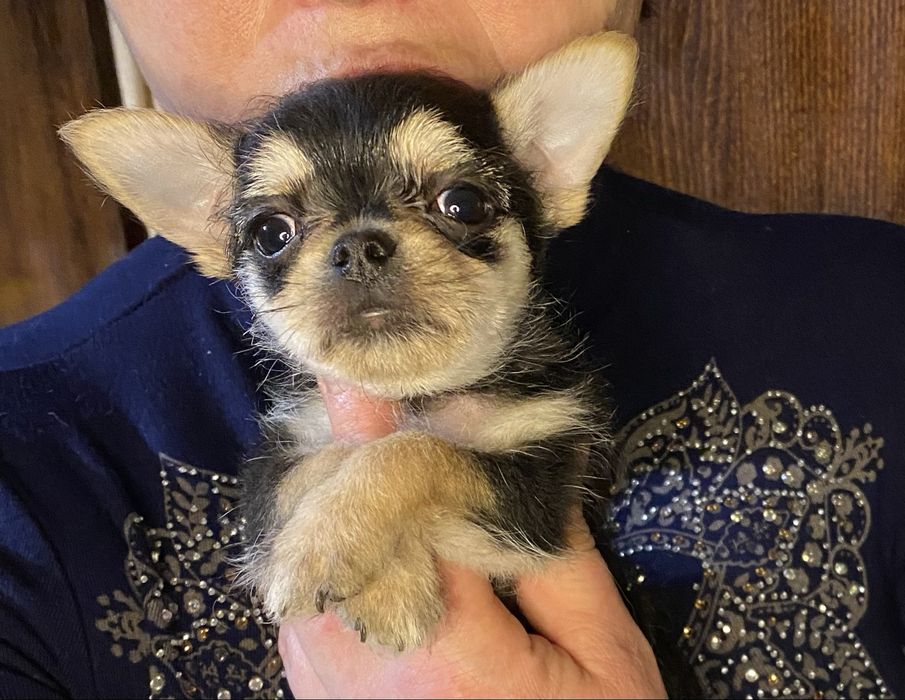 Курносенькая ушастенькая  девочка