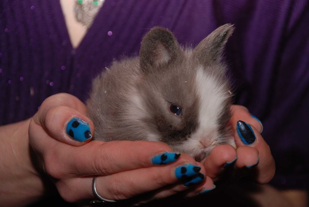 MiniLop карликовий коротковухий нідерландський кролик супер міні