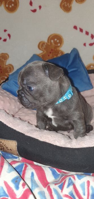 Buldog francuski "Luis"