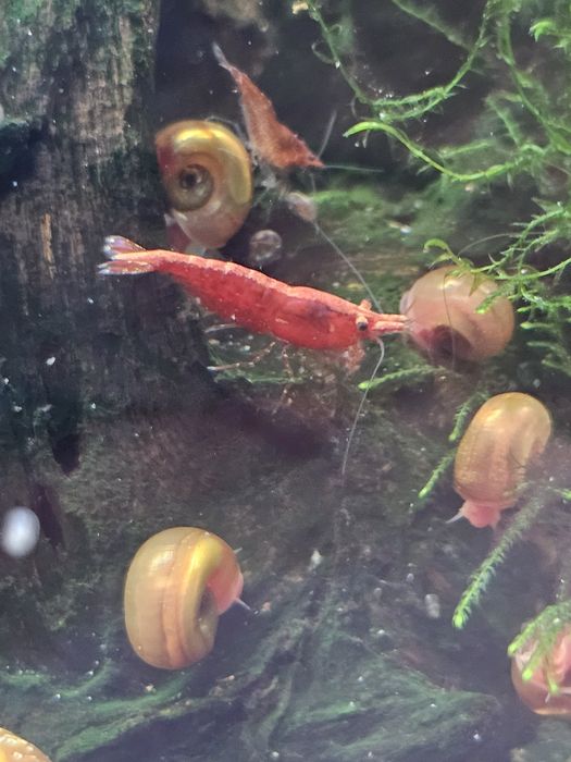 15 camarões juvenis Red Cherry Vermelhos
Entrego na linha de Cascais

Tenho também plantas aquáticas e caracóis.

Qualquer dúvida disponha