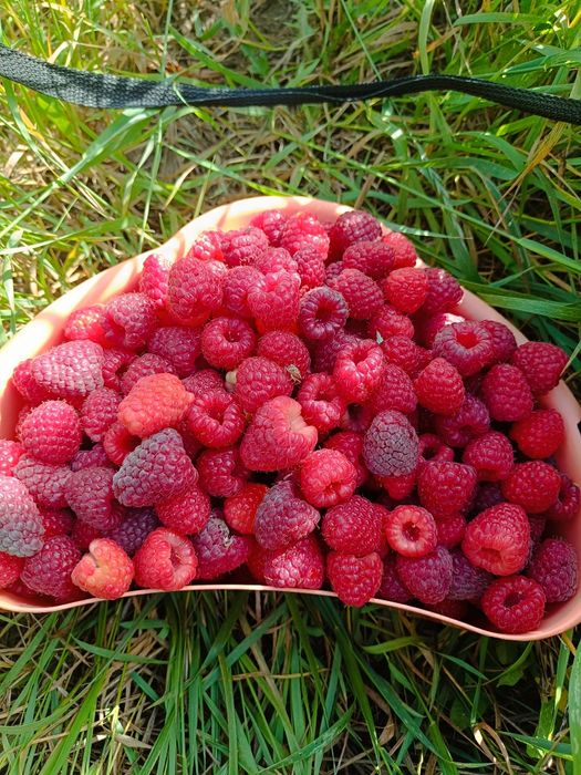 Саджанці малини Еріка