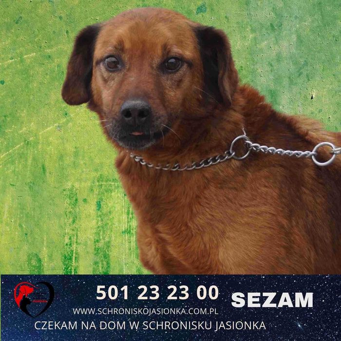 SEZAM do adopcji – Schronisko Jasionka