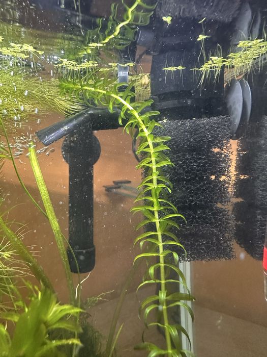 Roślinki do akwarium szybko rosnące